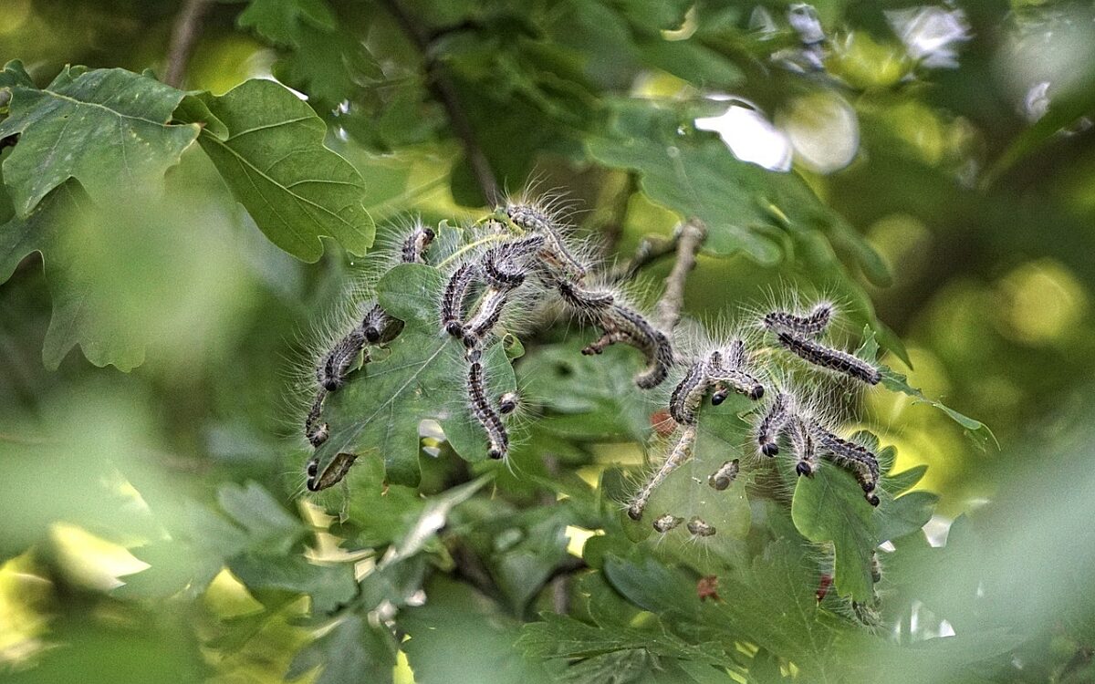 Viele Eichenprozessionsspinner auf einem Baum Viele Eichenprozessionsspinner auf einem Baum